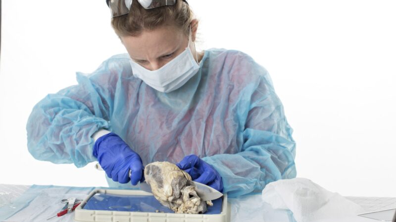 How to become an autopsy technician